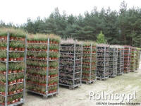 DREWEK розплідник хвойних листяних дерев і декоративних чагарників у Польщі