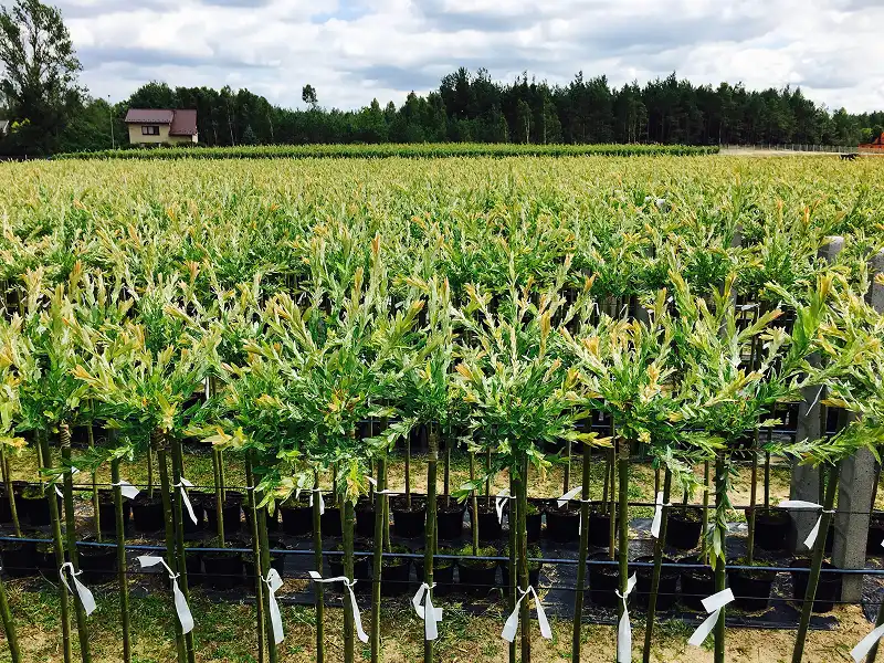 Фотогалерея 08