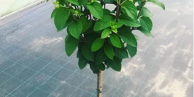 Плетисті гортензії