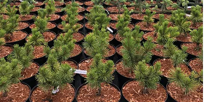 хвойні чагарники