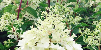 листопадні чагарники