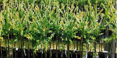 В'юнкі верби