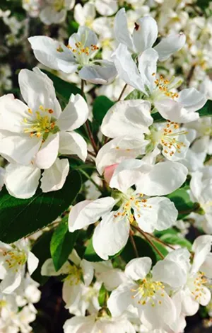 Розплідник рослин DREWEK